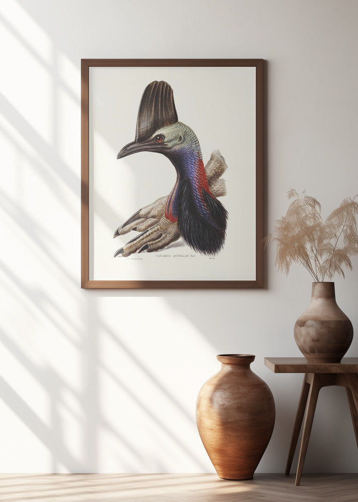 Australian Cassowary