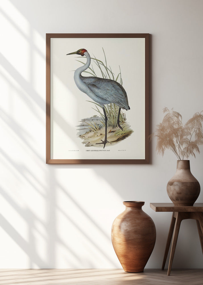 Australian Crane