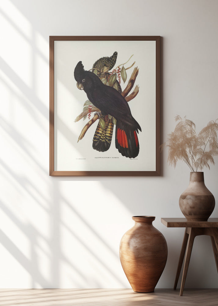 Banksian Cockatoo