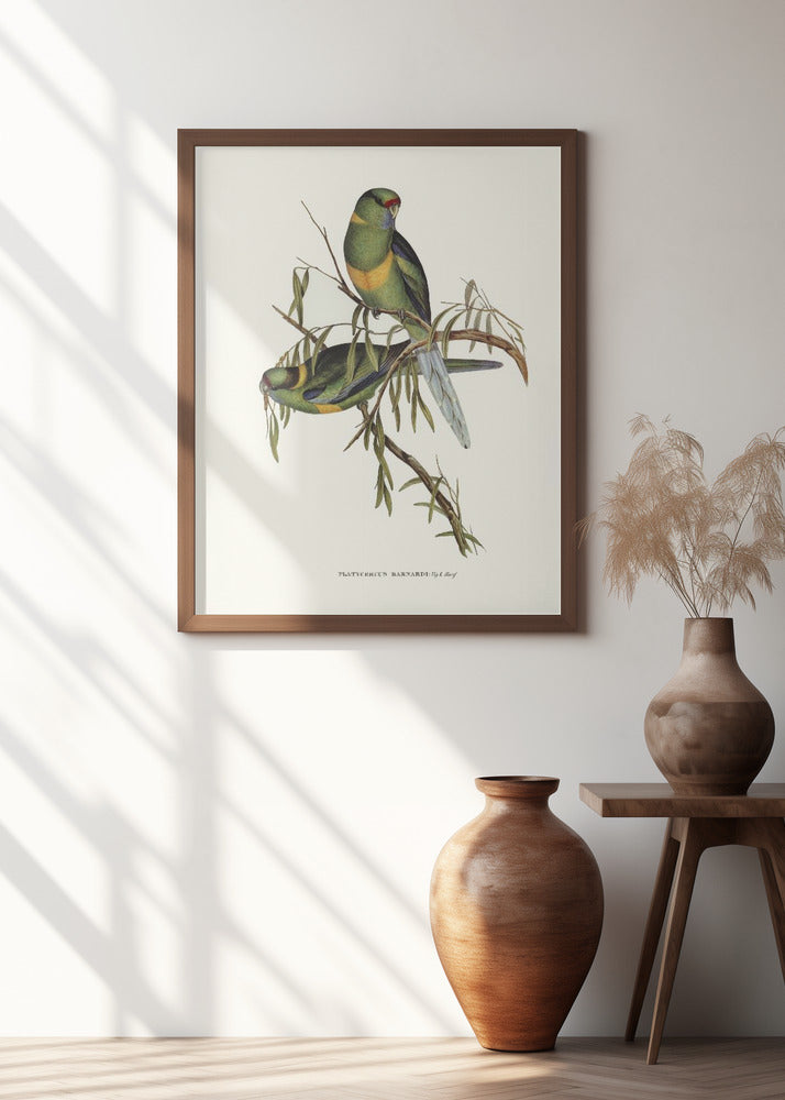 Black Tailed Parakeet