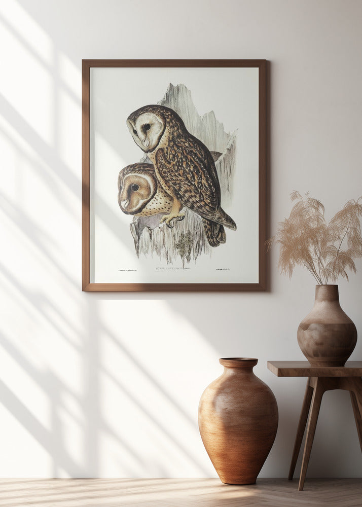 Chestnut Faced Owl