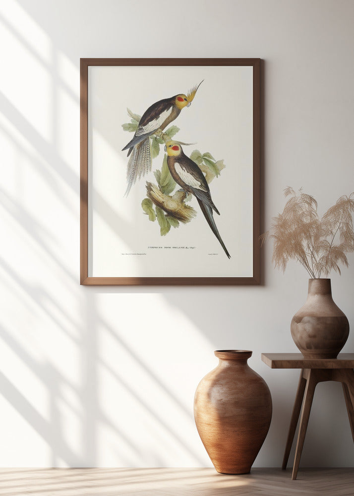Cockatoo Parakeet