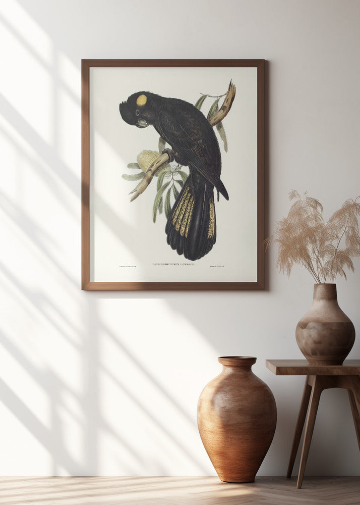 Funereal Cockatoo