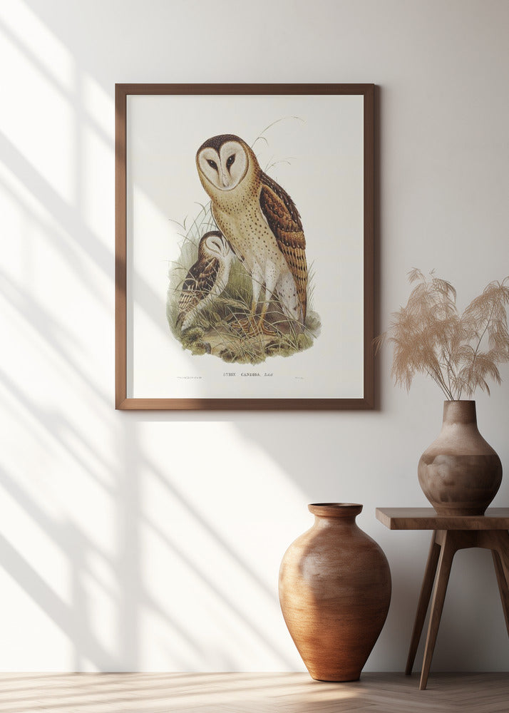 Grass Owl