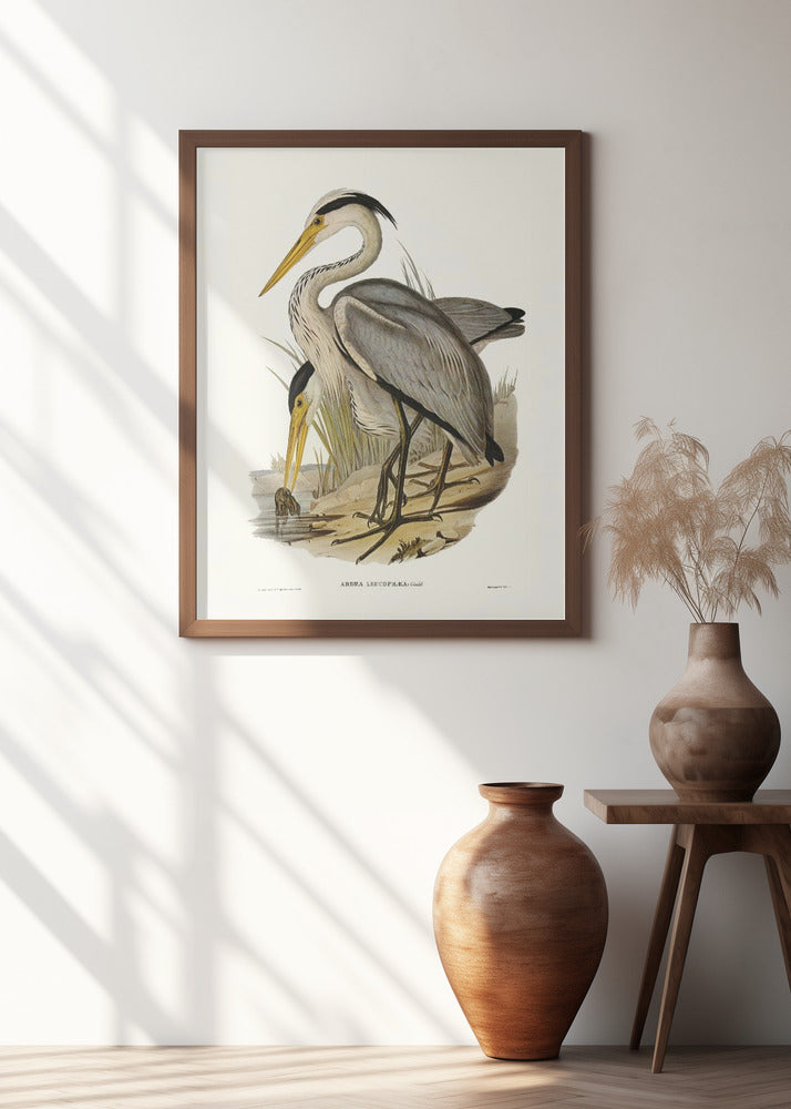 Great Grey Heron