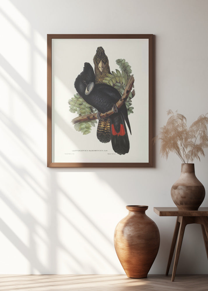 Great Billed Black Cockatoo