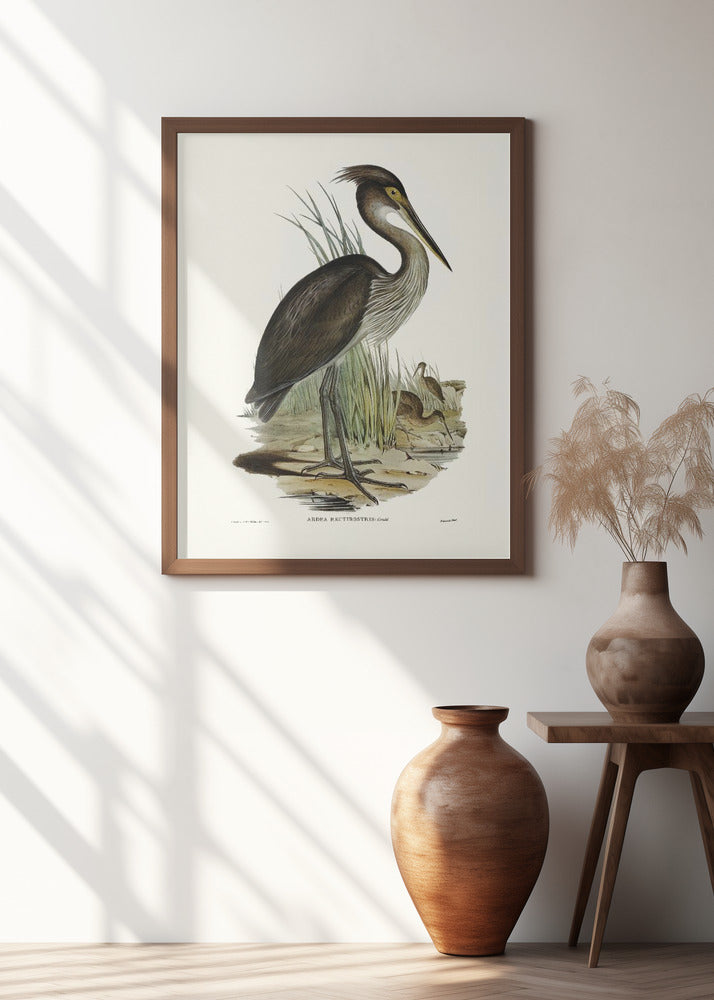 Great Billed Heron