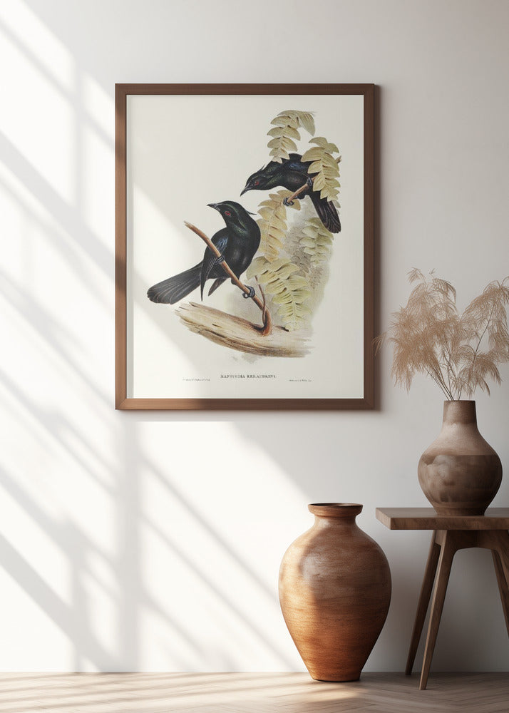 Keraudren's Crow Shrike