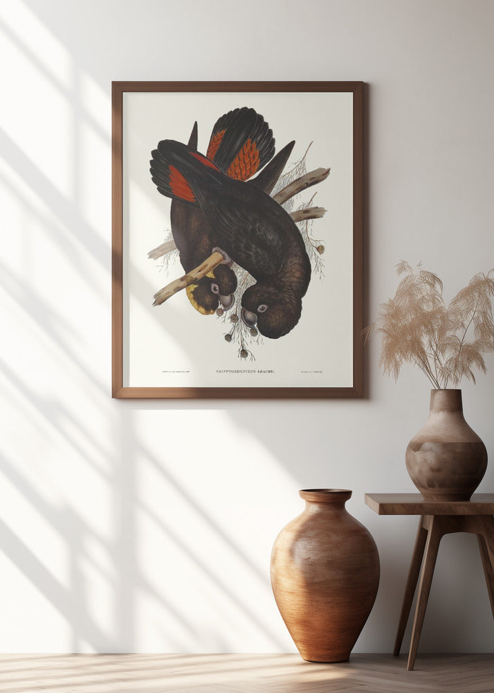 Leach's Cockatoo