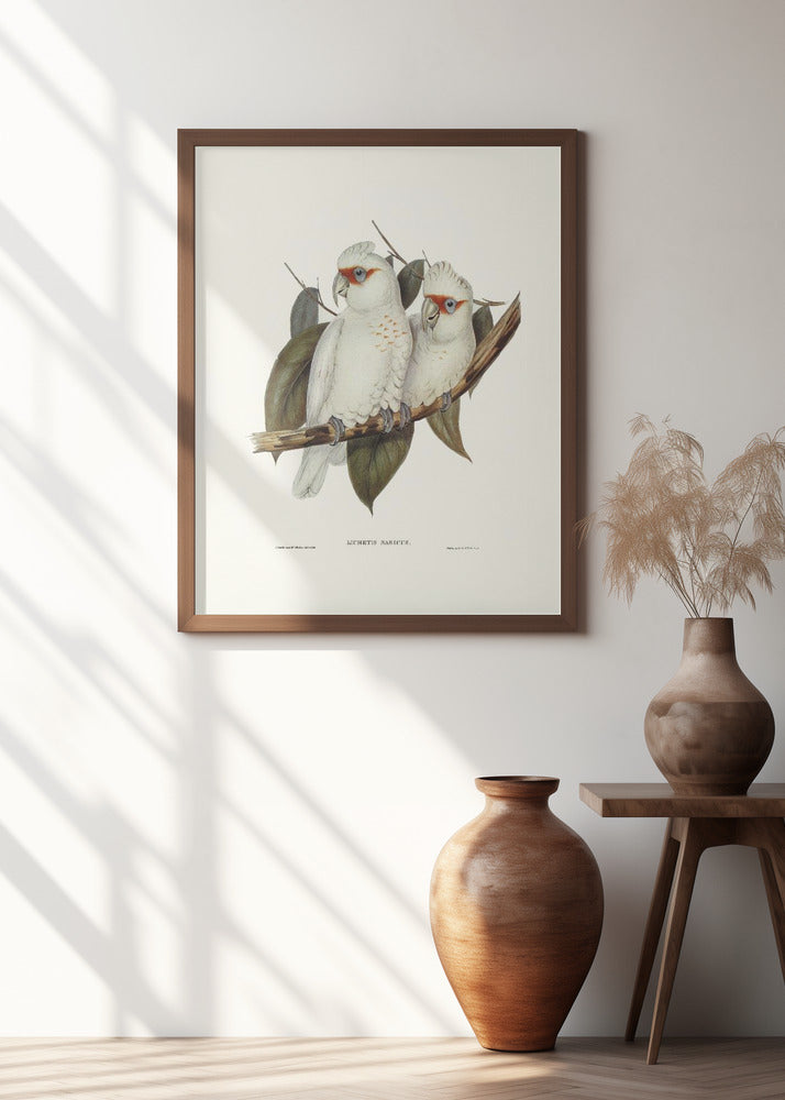Long Billed Cockatoo