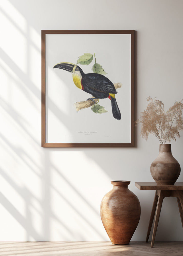 Osculant Toucan