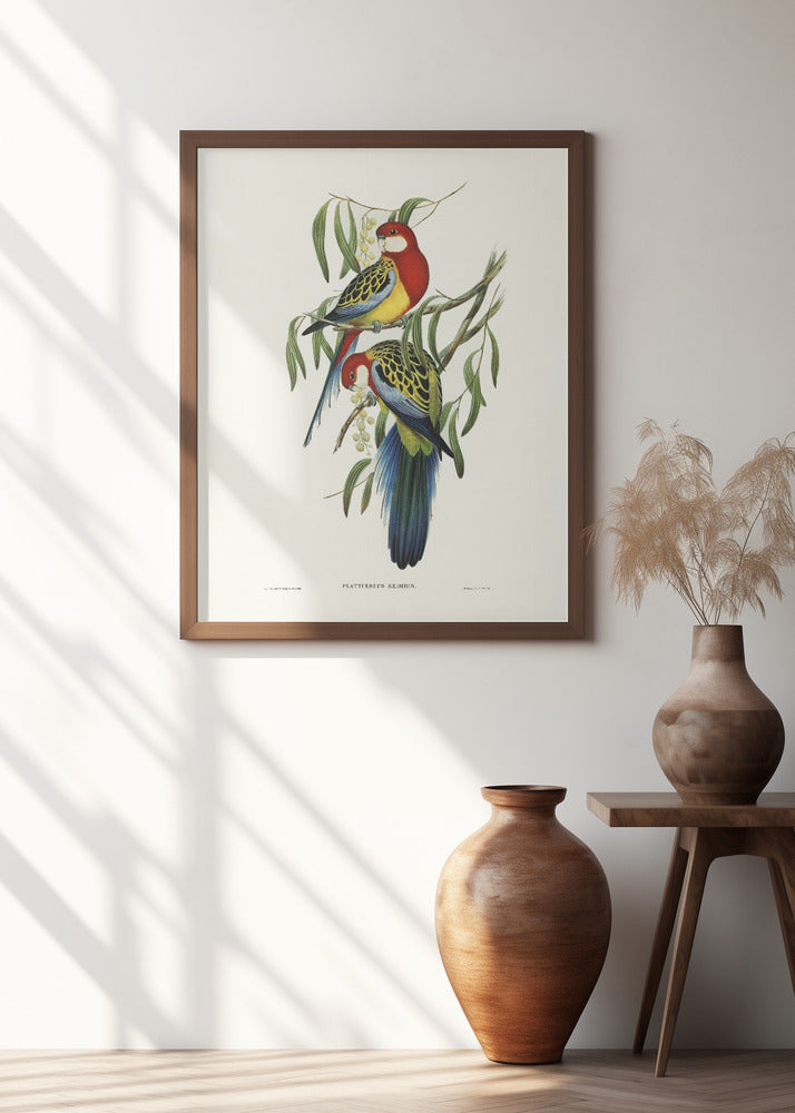Rose Hill Parakeet