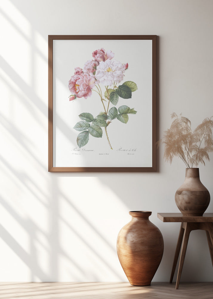 Rosebush, Les Roses (1817–1824)