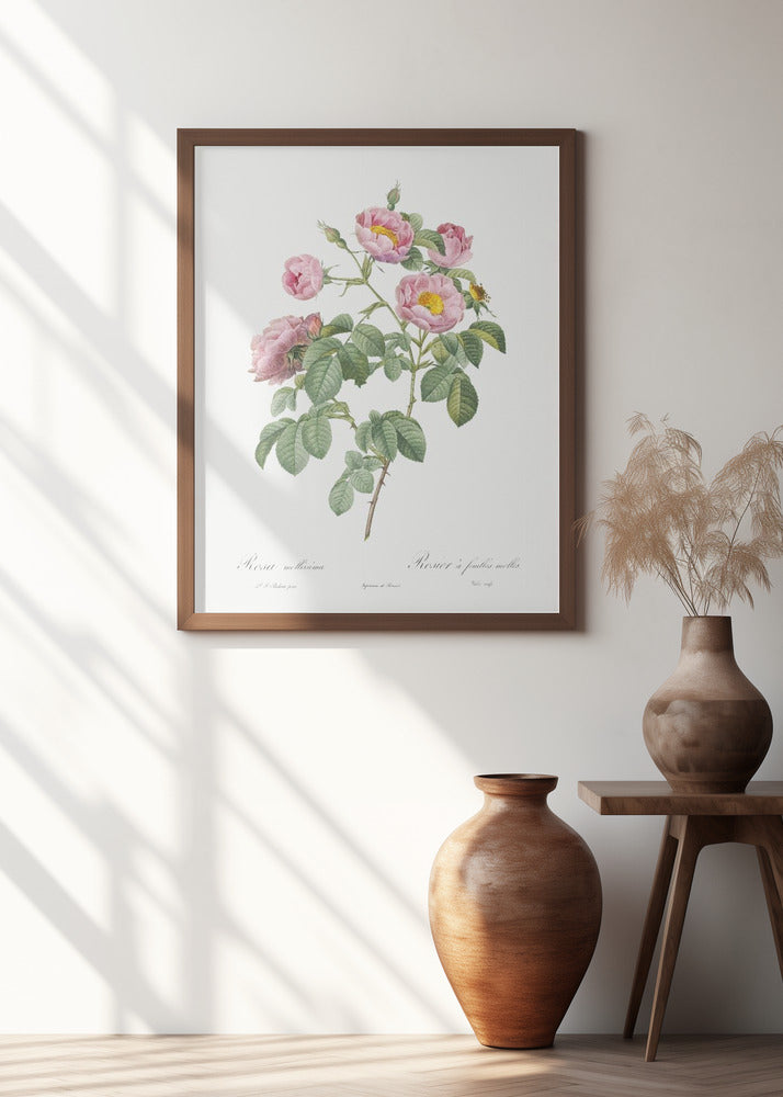 Semi Double Variety of Tomentose Rose, Les Roses (1817–1824)
