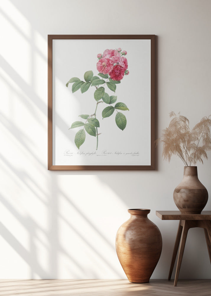 Seven Sisters Roses, Les Roses (1817–1824)