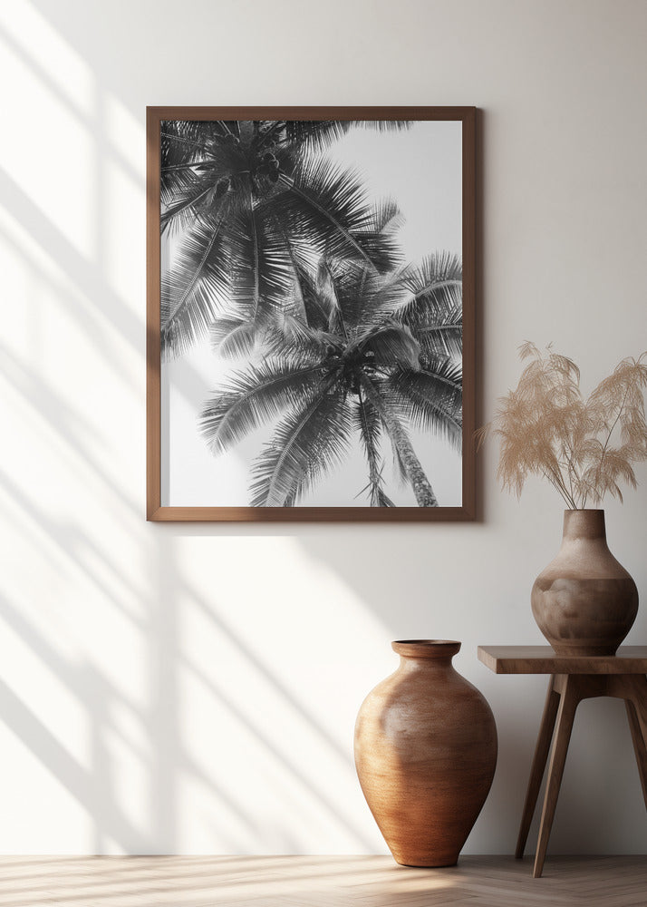 Palm Skies