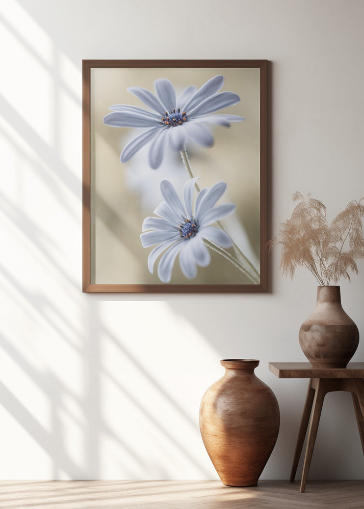 Cape daisies