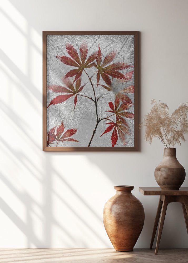 red maple