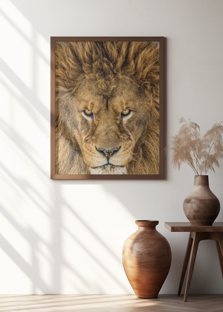 Serious Lion
