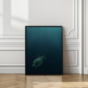 Art Prints of The fly of the Hawksbill
