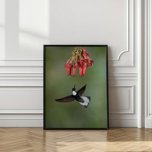 Art Prints of Collared Inca