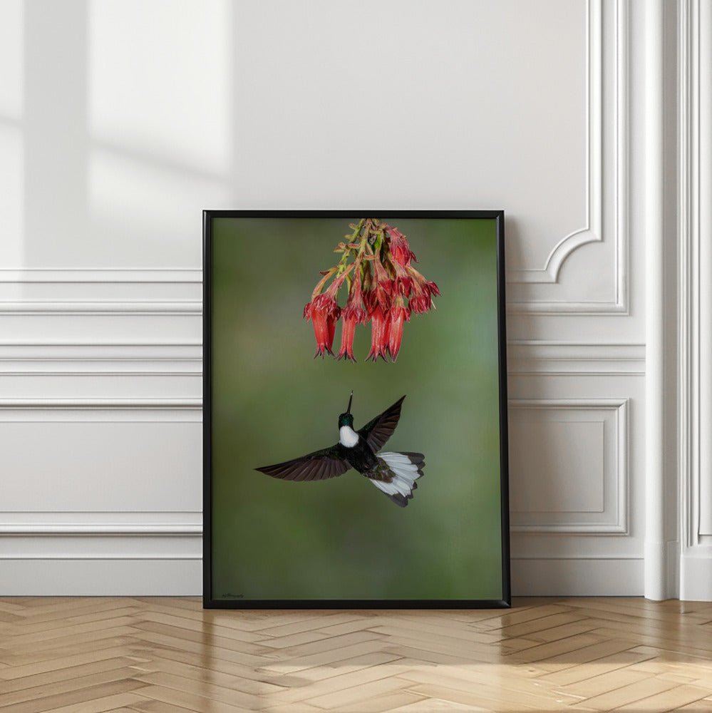 Art Prints of Collared Inca