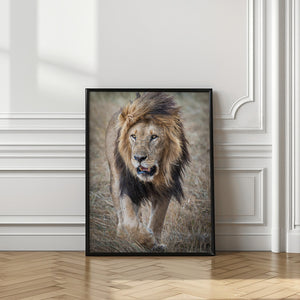 Art Prints of His majesty....on a rainy day.