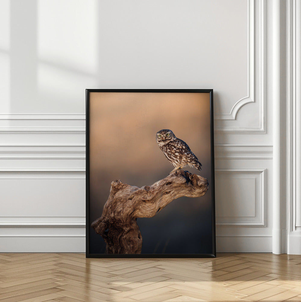 Art Prints of Little owl