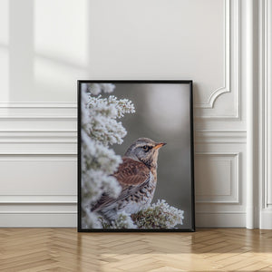 Art Prints of Fieldfare in a winter setting