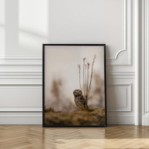 Art Prints of Screech owl in the morning