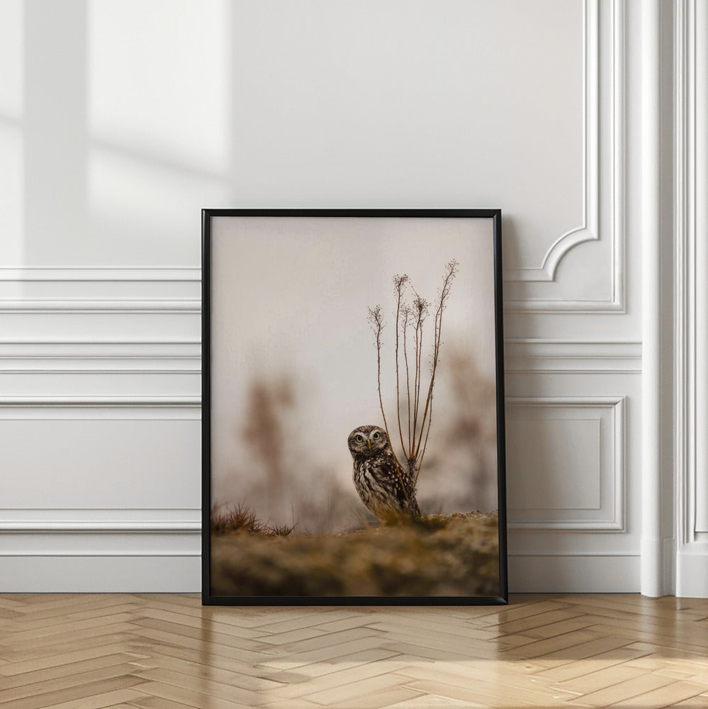 Art Prints of Screech owl in the morning