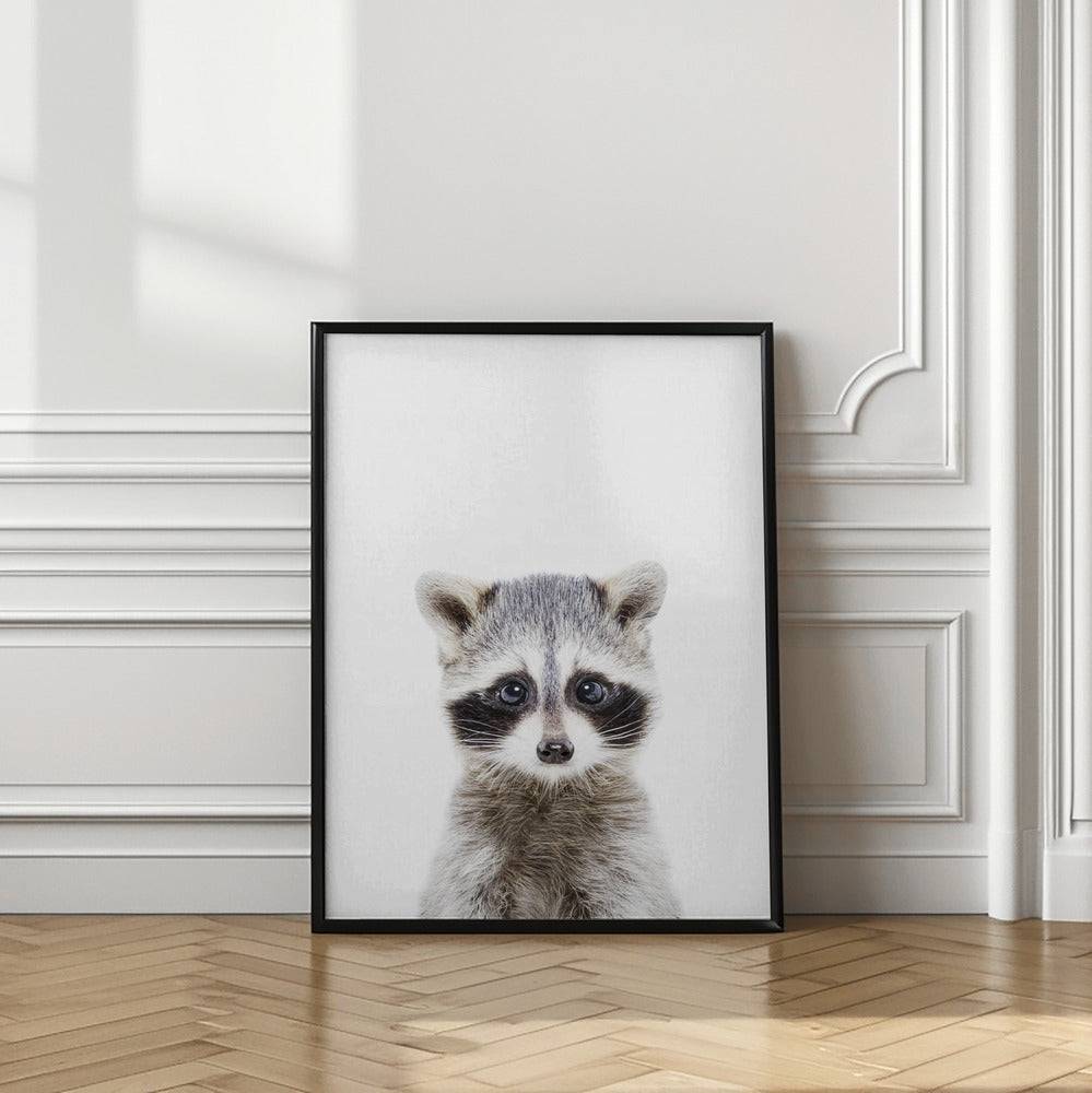 Canvas Art Print Baby Racoon