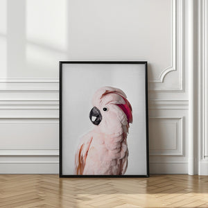 Canvas Art Print Pink Cockatoo