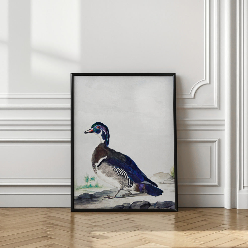 A Duck