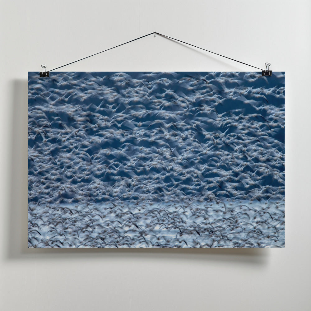 Art Prints of Flying