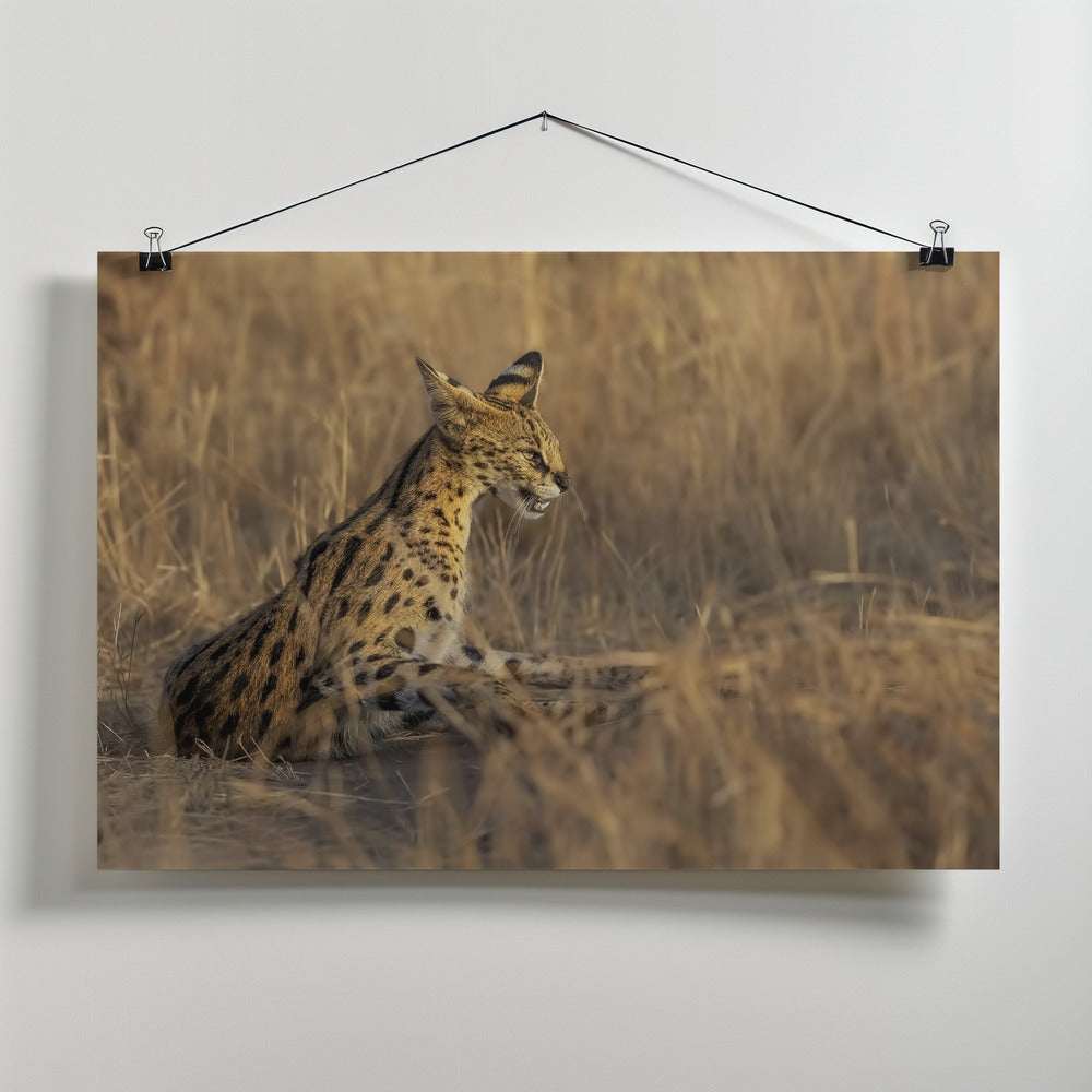 Art Prints of Serval