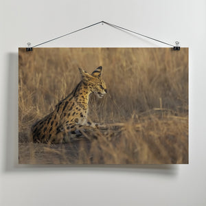 Art Prints of Serval
