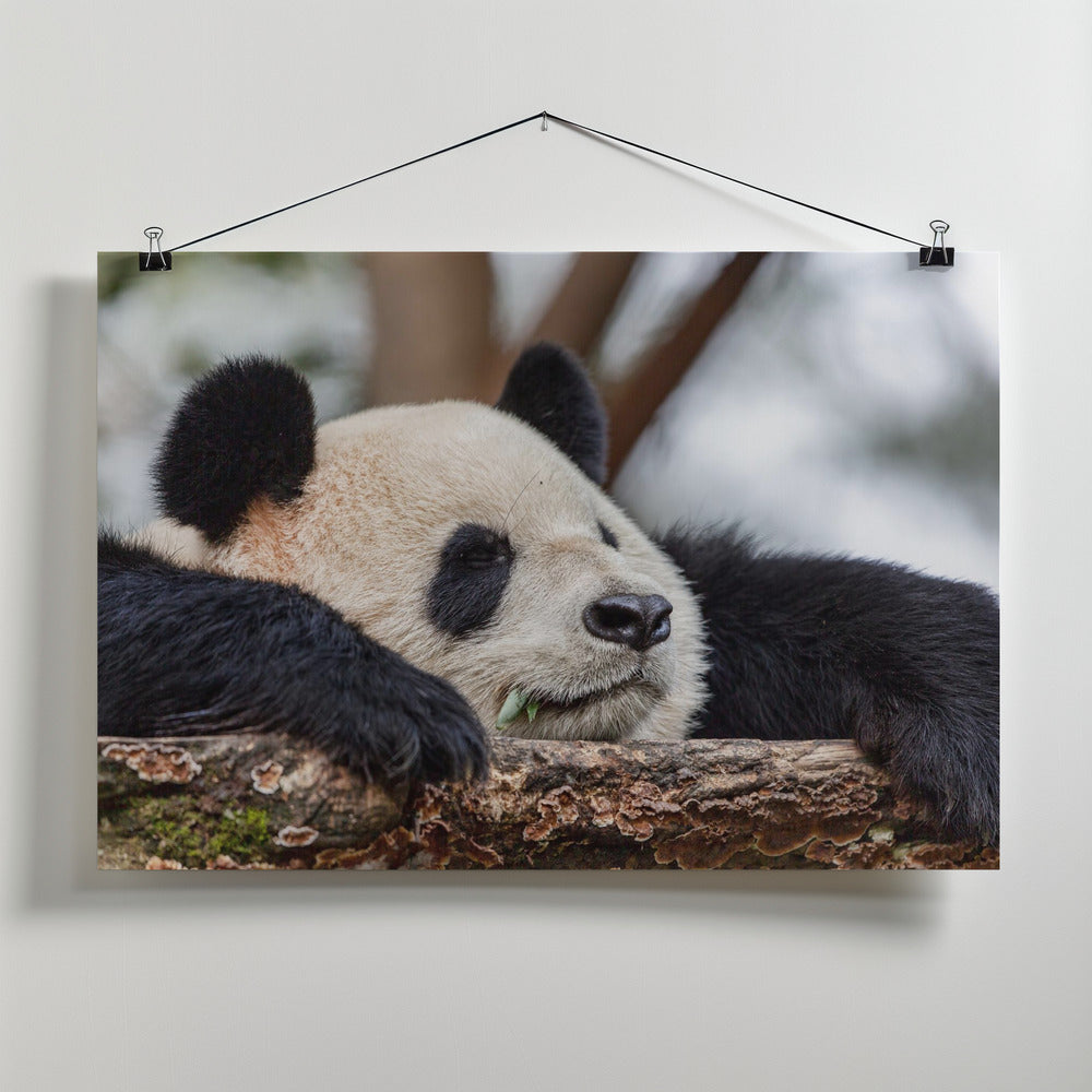 Art Prints of Sleeping