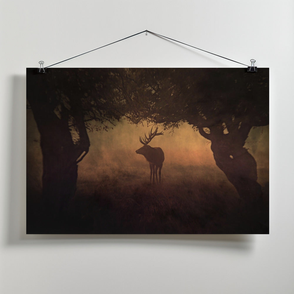 Art Prints of Coral King