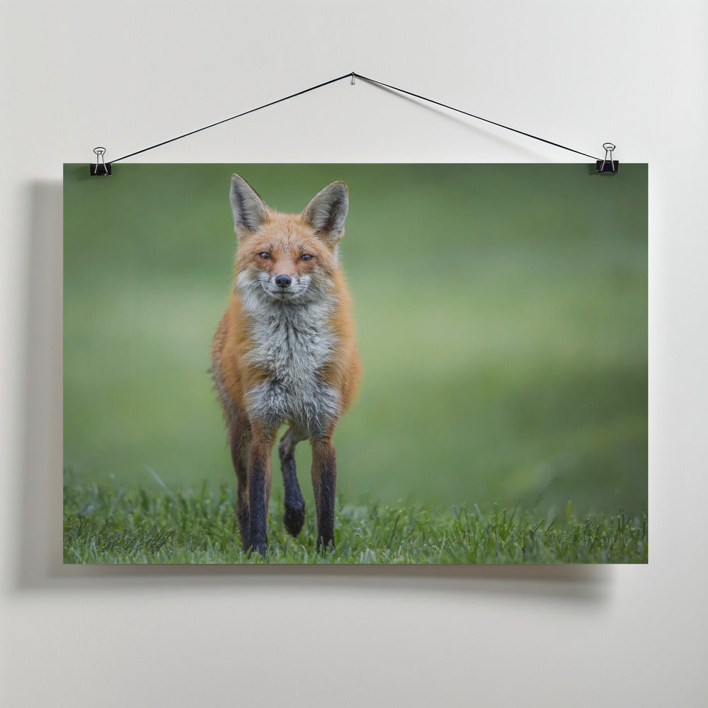 Art Prints of Eye Contact