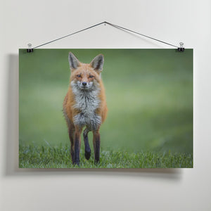 Art Prints of Eye Contact