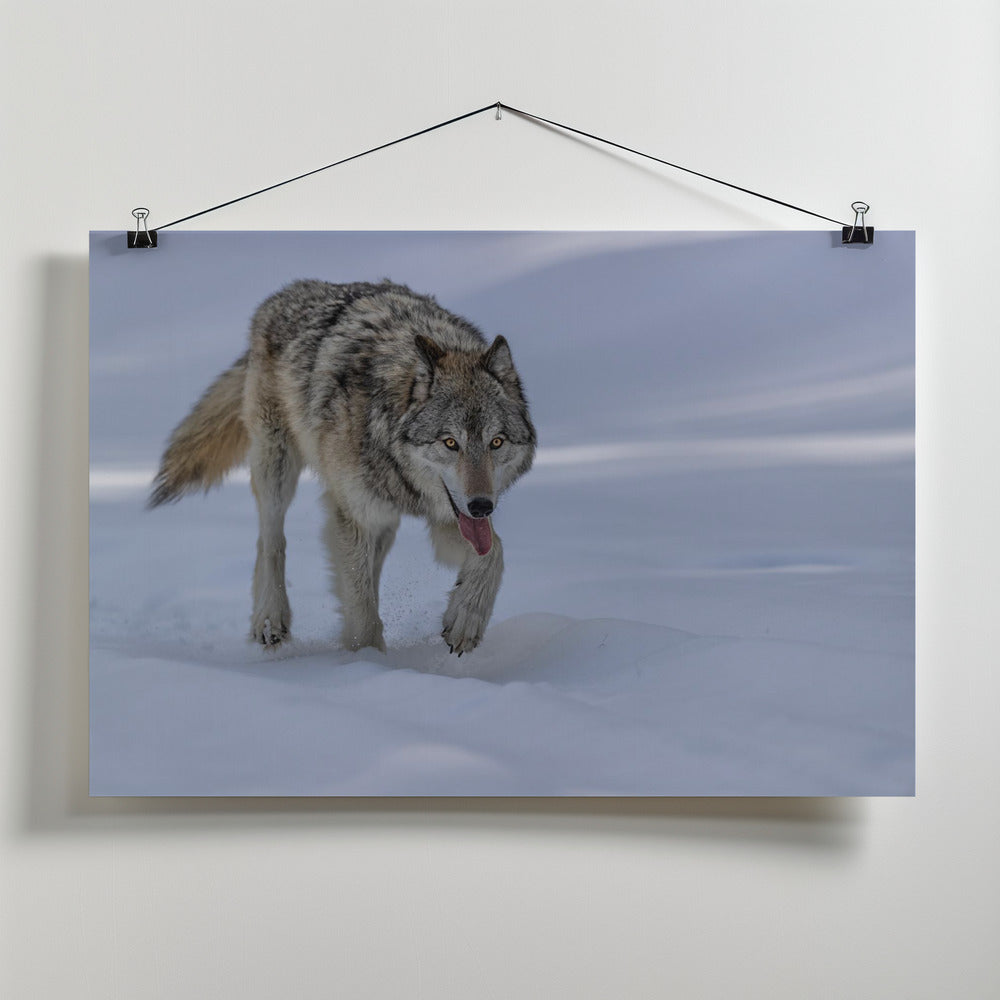Art Prints of Wolf