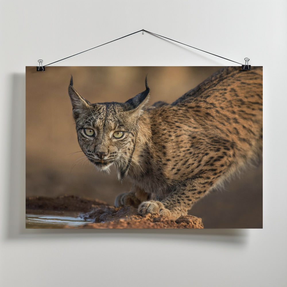 Art Prints of Wild Iberian Lynx
