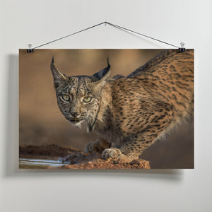 Art Prints of Wild Iberian Lynx