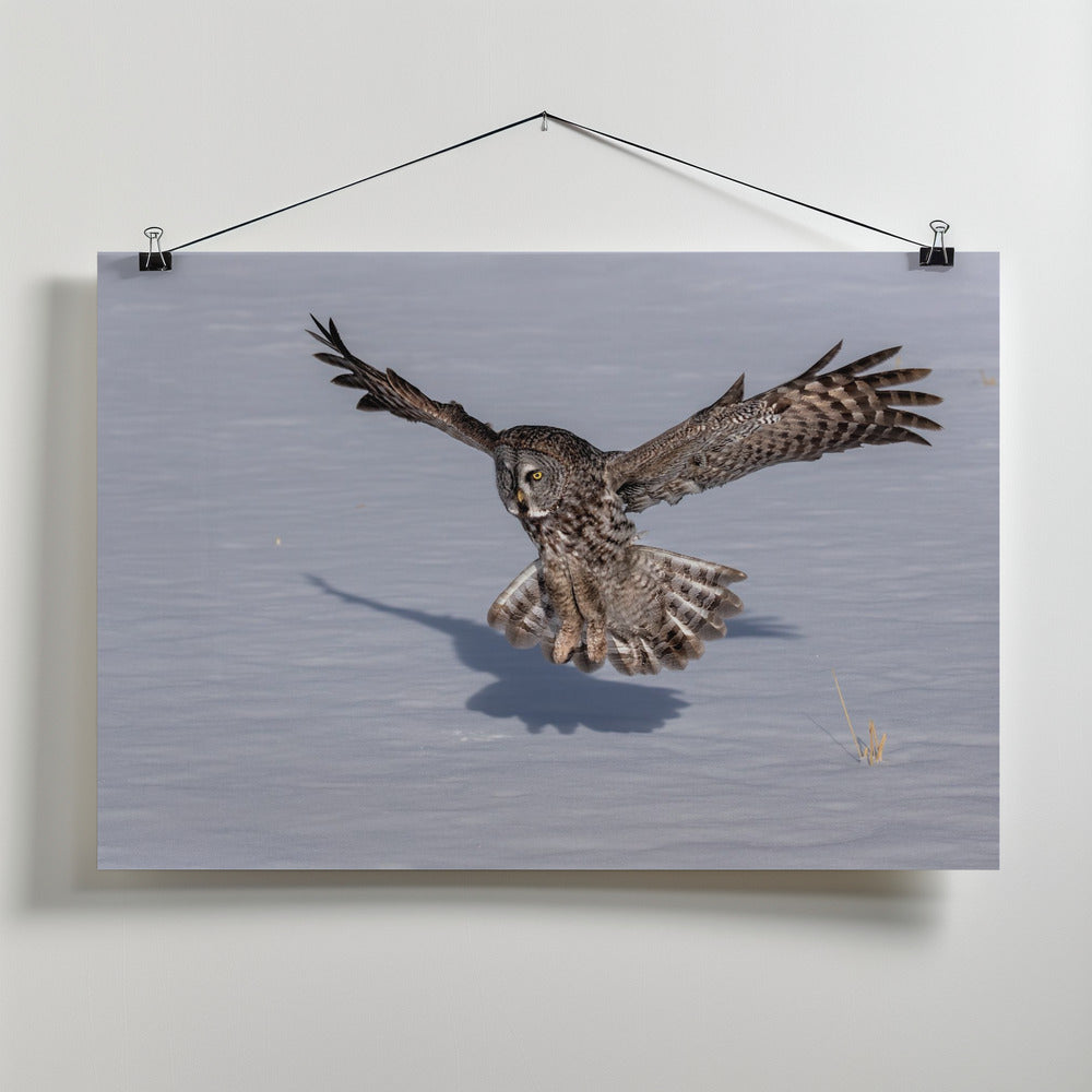 Art Prints of Great Grey Owl