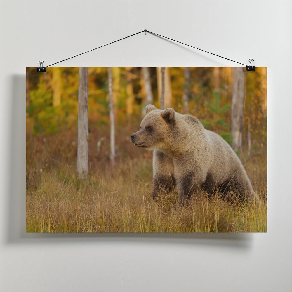 Art Prints of Watching the sunset