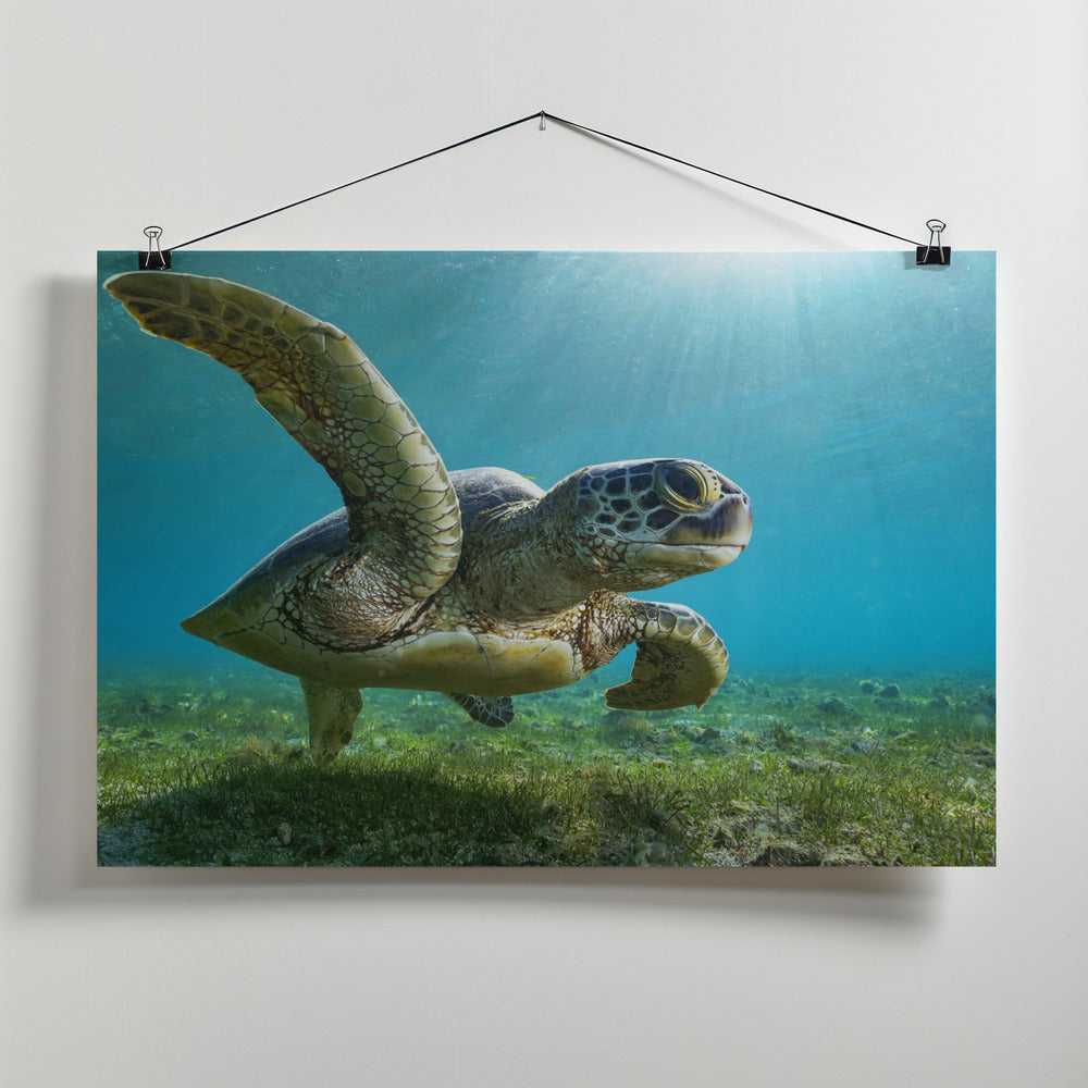 Art Prints of Green turtle
