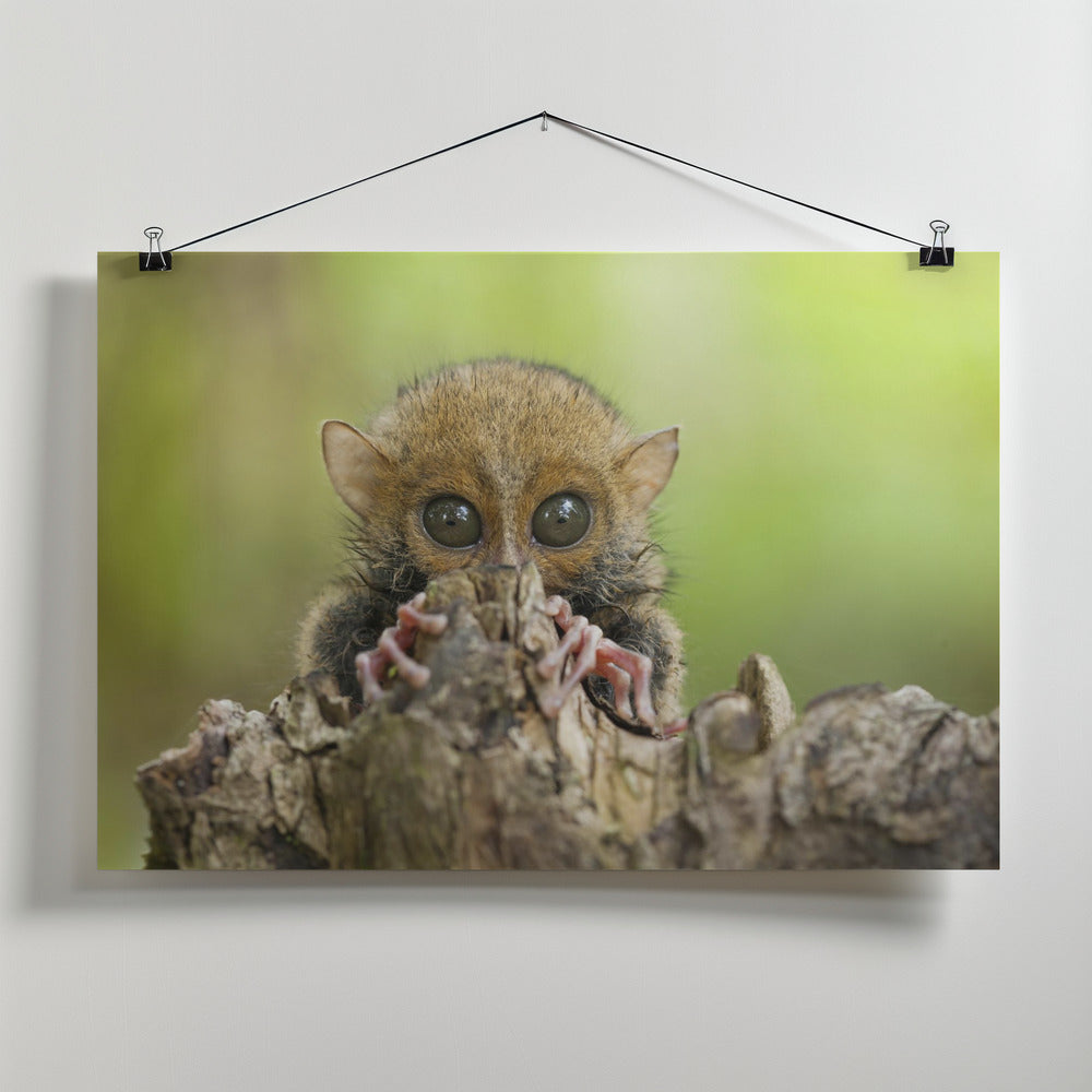 Art Prints of Baby Tarsier