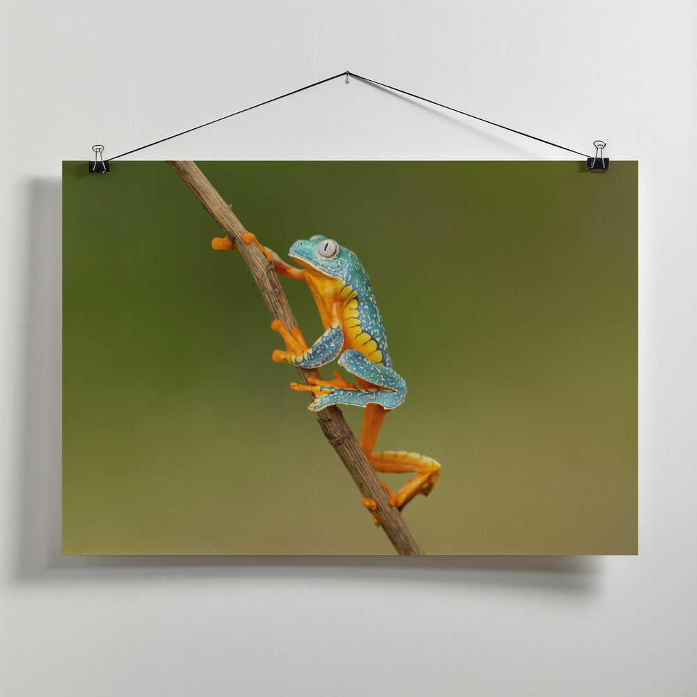 Art Prints of Fringed leaf frog