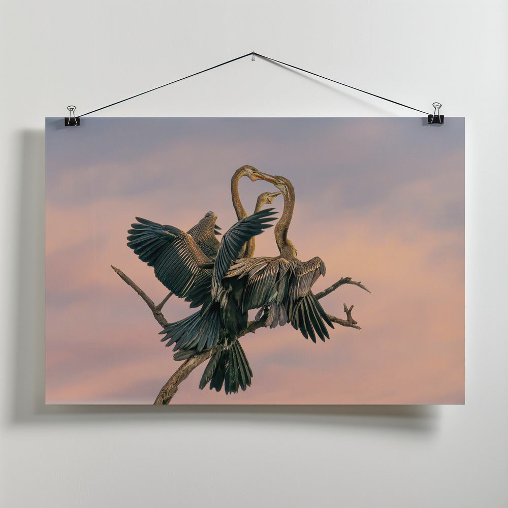 Art Prints of Oriental Darter feeding Juveniles